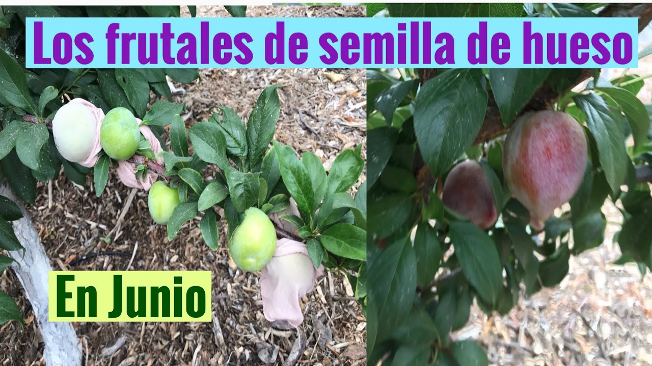 Frutas de semilla dura, de hueso o de piedra en Junio/ stone fruits in June.