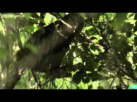 Clumsy Kakapo  The flightless parrot   Natural World  Nature's Misfits preview   BBC Two clip4