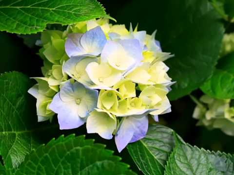 We are family - sister sledge (mixed by dj Losev)