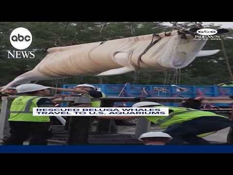 Rescued beluga whales travel to U.S. aquariums