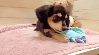 ハーフ犬の動画01