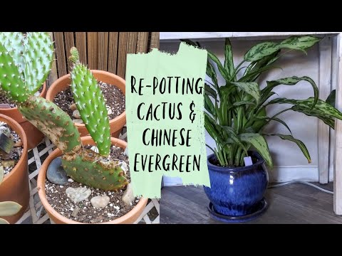 image-How big of a pot does a Chinese evergreen need?