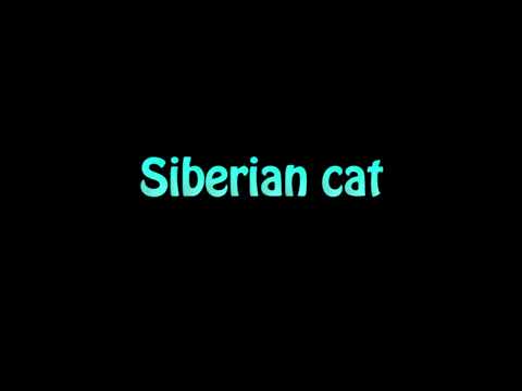 Learn How To Pronounce Siberian cat