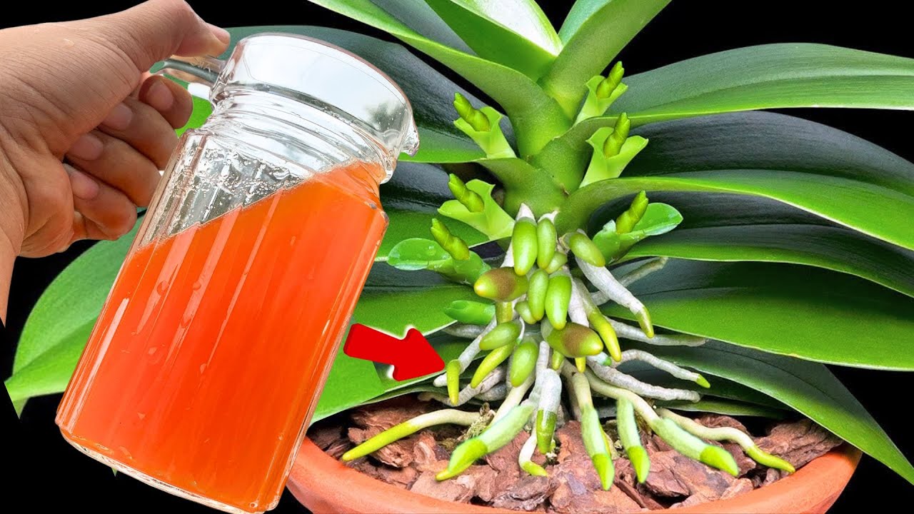 1 Cup per month will make both the roots and flowers bloom all year round