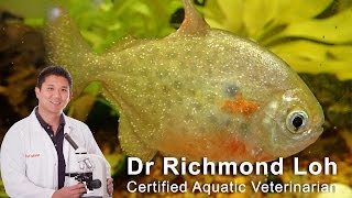 How to identify and cure (ICH) white spot disease in aquarium fish
