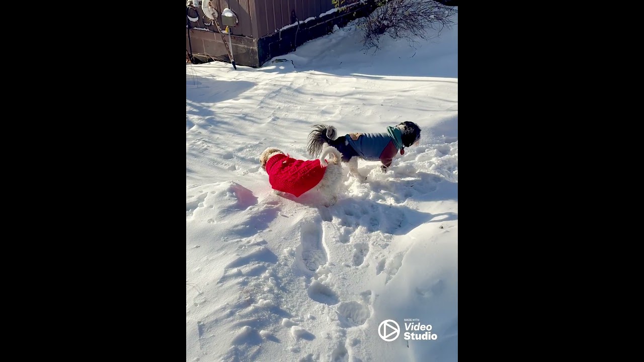 Britannia, a Adoptable Shih Tzu in Hartland, WI video 5/5