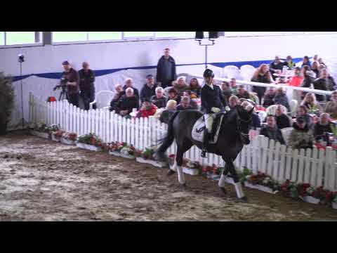 Zonik One - H von Zonik x Depardieu * 2013