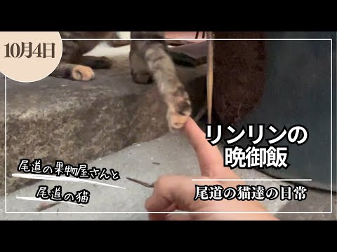  ロビンの好きな食べ物は何ですか?彼らは冬に何を食べますか？彼らが愛する6つのこと！  庭園