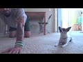 Chihuahua doing yoga (Brumla) - Známka: 2, váha: malá