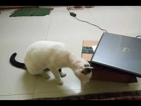 Sleepy and alert cute cat!