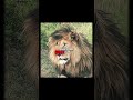 [4K] The Strongest Lion | Scarface | Lady Gaga - Bloody Mary #scarface