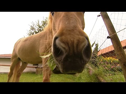 Wissensmix: Welche Tiere leben auf dem Bauernhof?