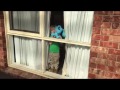 BLUES CLUES Elis Blues Clues Movie Trailer