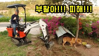 400만 원짜리 미니 굴착기로 비타민 나무 뽑기