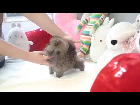 Lil “Ariana” 3 - Luxurious Coat Factor! - Micro Wolf Sable Pomeranian - Available!