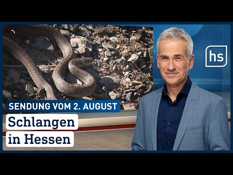 Schlangen in Hessen | hessenschau vom 02.08.2021