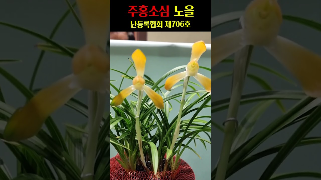 쇼츠 썸네일
