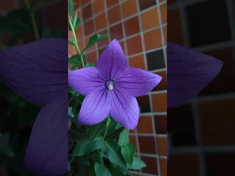 ラプンツェル桔梗 植物