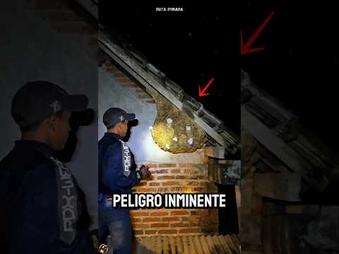 THE EXTREME METHOD TO KILL THE DEADLIEST WASPS!