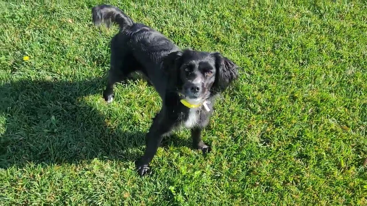 Enlarge Rosie, a ADOPTABLE mixed breed in South San Francisco, CA video 6/6