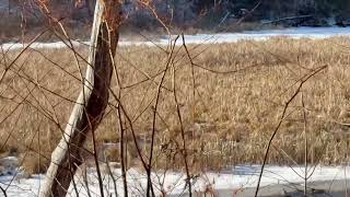 Counting Wintering Mallard ducks on the Merrymeeting River is Wild.