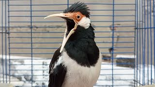 Download lagu Suara Burung Jalak Suren Emos!!! Full Variasi - Pancingan Jalak Suren Agar Gacor Full Isian Mewah mp3