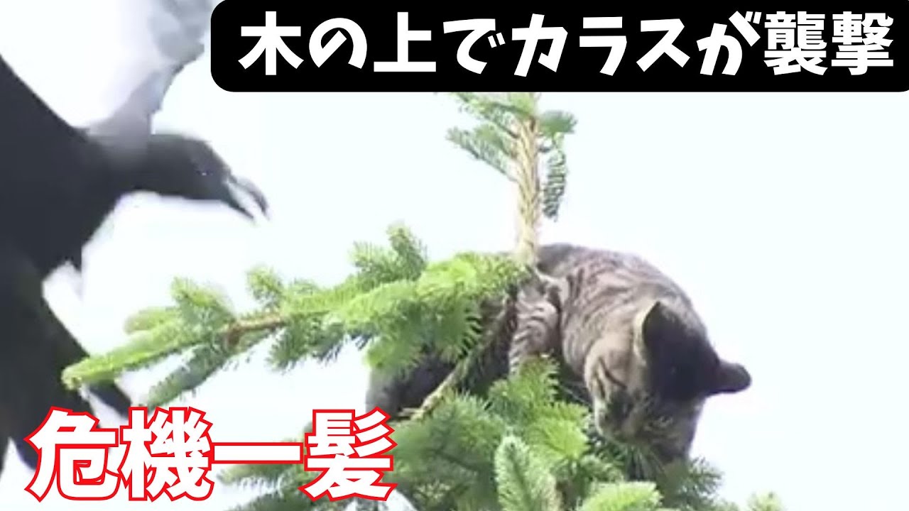 木の上でカラスに襲撃されるネコ...市民見守るなか救出劇