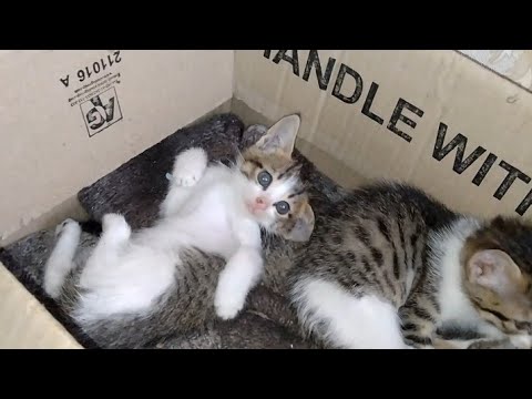 Mother Cat Is Very Sensitive SHE Hisses When Anyone Come Near To Her Kittens