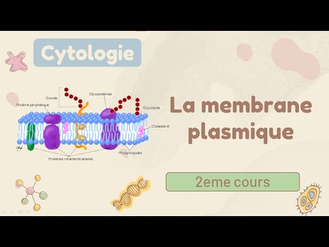 Cytology | The plasma membrane - 1st year medical course