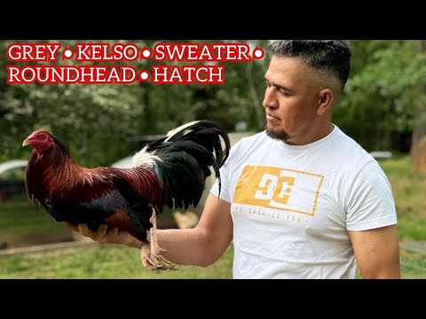 Cecil Davis Kelso Dan Gray Roundhead Yellow Leg Hatch Leiper Sweater Show Birds Antonio Deras