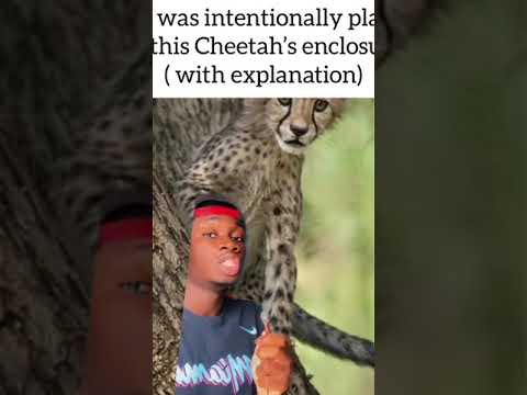 Friendship Between Cheetah And Dog. #cheetah. #dog.