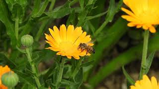 Download lagu Relaxing Music For Bees ! mp3