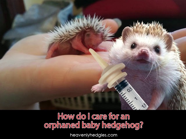 hedgehog baby items