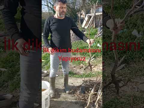 Corylus colurna üzerine aşıladığımız fidanları dikiyoruz.