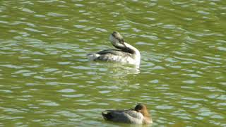 鳥、EKHの鳥動画（カンムリカイツブリ（冠鳰）１５１１２８０３）