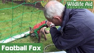 Fox cub trapped by football net