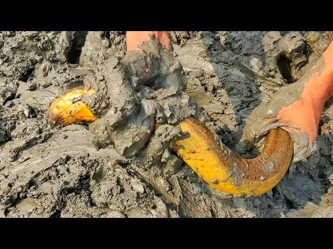 Eel Fish Catching ! Eel Fish are Hidden Under The Muddy