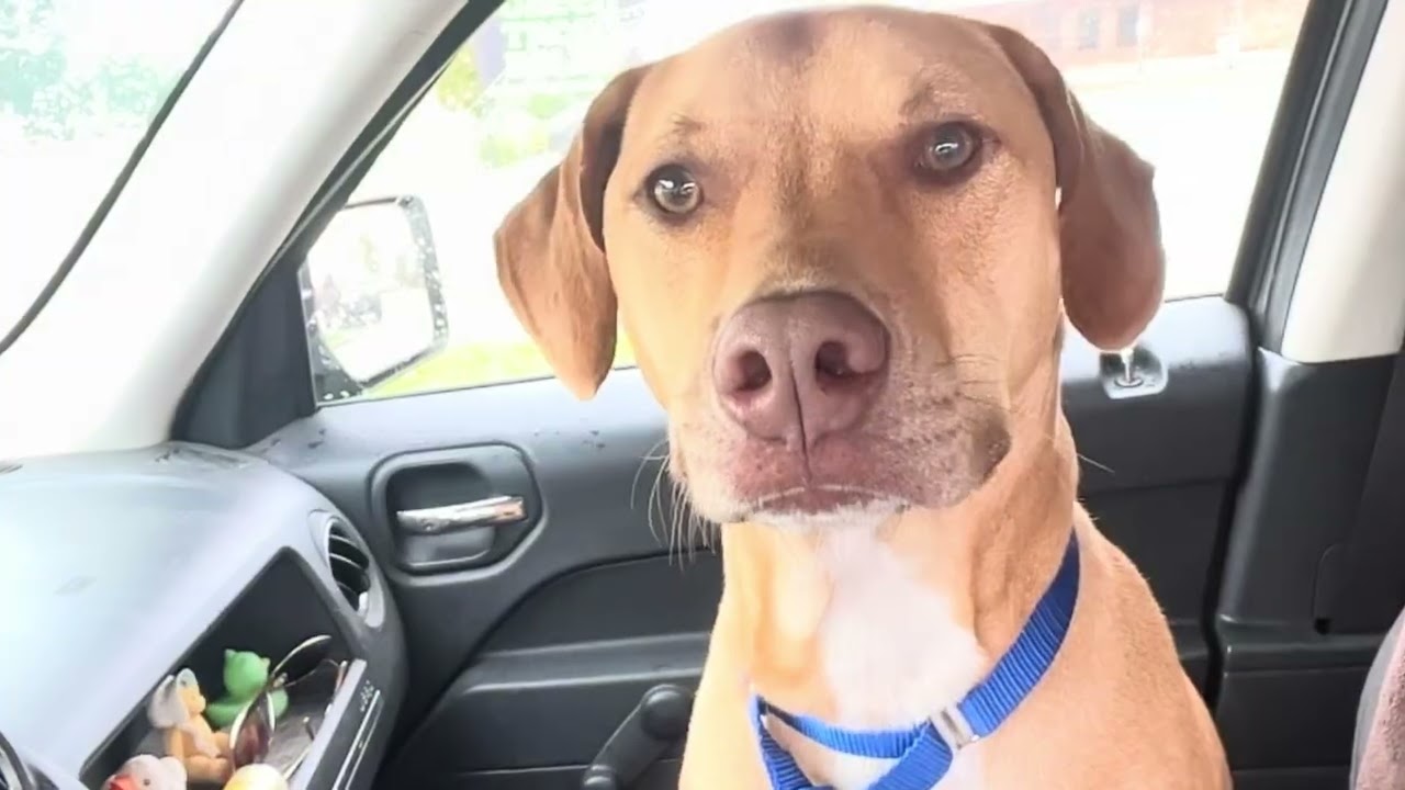 Enlarge Riley, a Adoptable mixed breed in Quincy, MI video 1/3