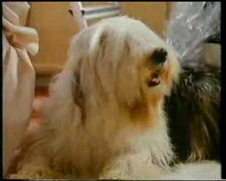 Heineken 'dog paints wall' advert 1980s
