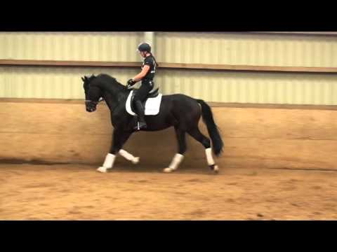 BM Sportpferde Wallach v. Fürstenball