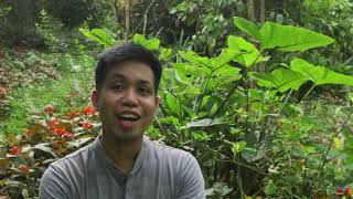 Bangon Food Forest with Theus Salamat