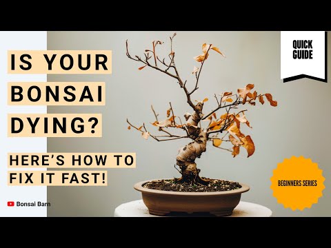 “Is Your Bonsai Dying? Here’s How to Fix It Fast!”