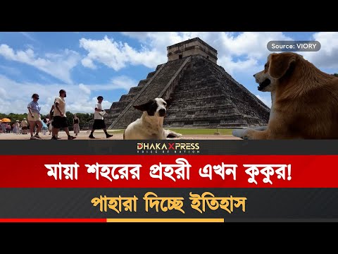 ১২ বছর ধরে মেক্সিকোর ইউকাটান শহরে রাজত্ব করছে কুকুর