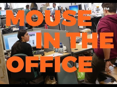 THERE'S A MOUSE UNDER YOUR DESK!
