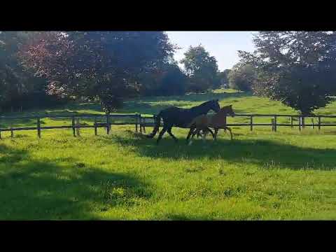 Hengstfohlen 2023 Viva Vitalis