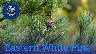 Tree of the Week: Eastern White Pine