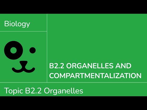 B2.2 Organelles and Compartmentalisation [IB Biology SL/HL]