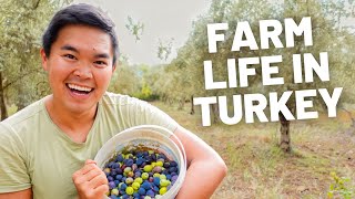 OLIVE PICKING WITH A LOCAL FAMILY IN RURAL TURKEY // TURKEY TRAVEL VLOG