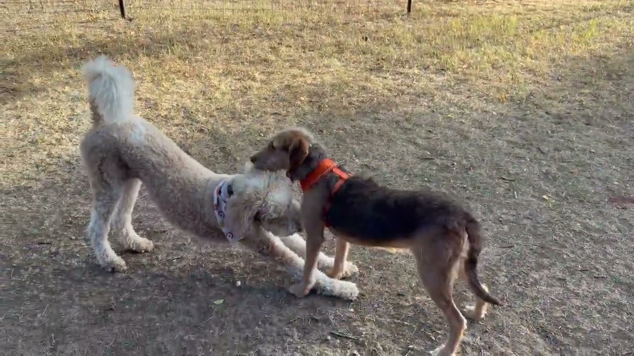 Enlarge Perry, a Adoptable mixed breed in Boulder, CO video 2/6