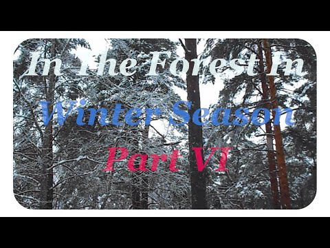 🕊️💮 Relaxing nature scenes & Chinese instrumental music - In The Forest In Winter Season [Part VI]